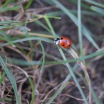 SONY DSC